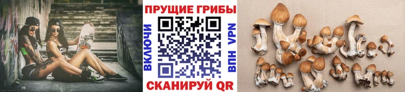 Галлюциногенные грибы Psilocybine cubensis Снежногорск